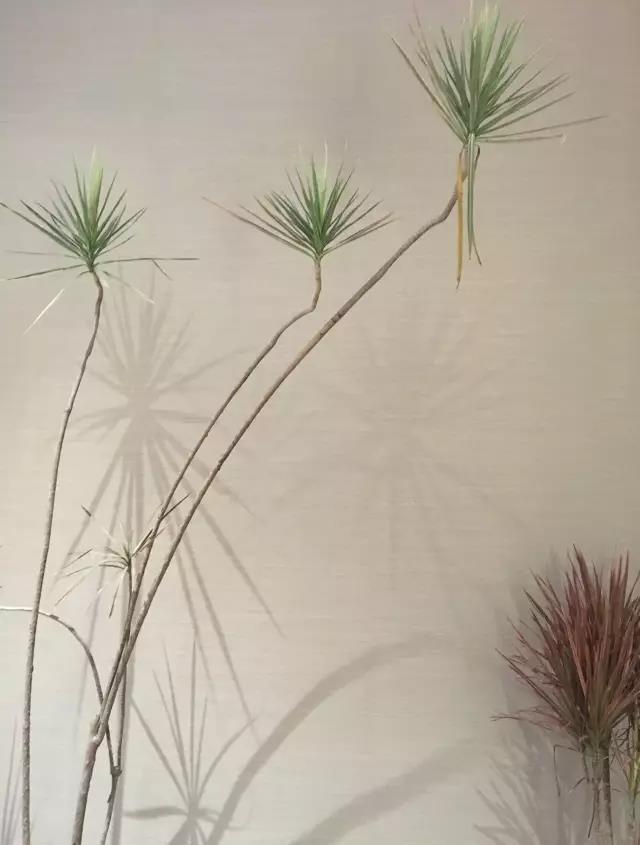 Promax 高端美容会所